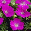 Geranium Max Frei